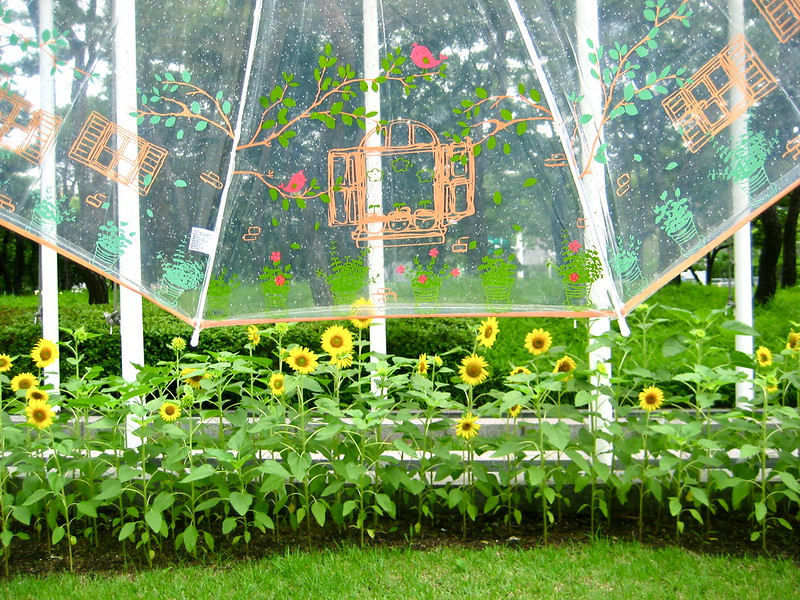 A picture of an umbrella in rain over flowers, at ICME-12. A reminder that we write regardless of rain or shine, and we can always hope for flowers.